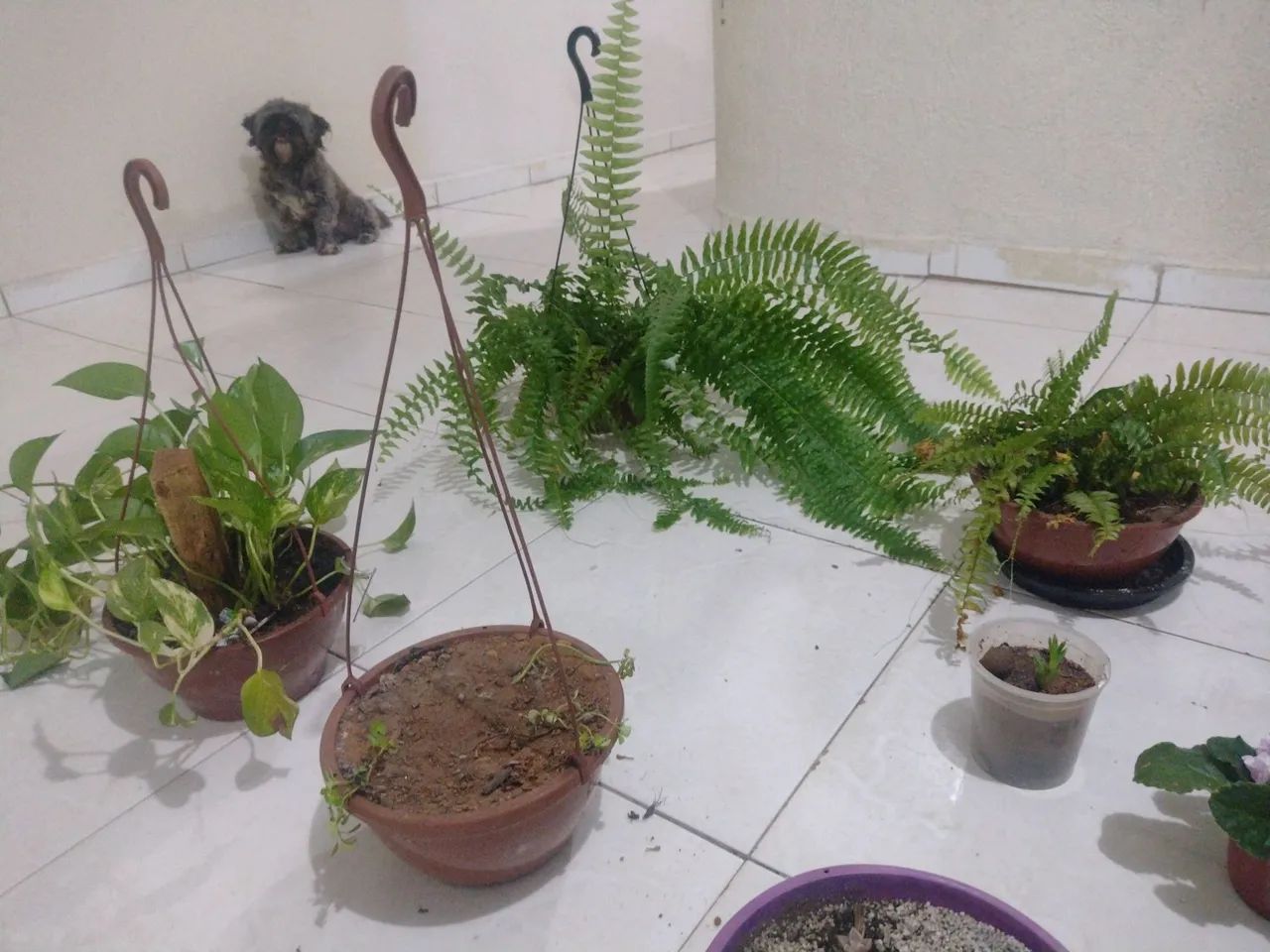 Estou doando essas plantas estou mudando para outro estado - Foto 2