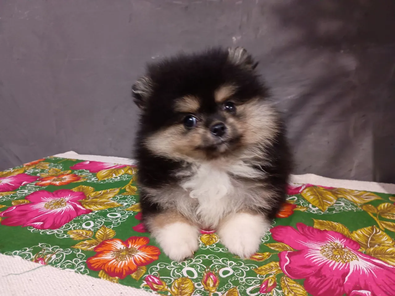 Filhote Spitz Alemão - Uma bolinha de fofura!