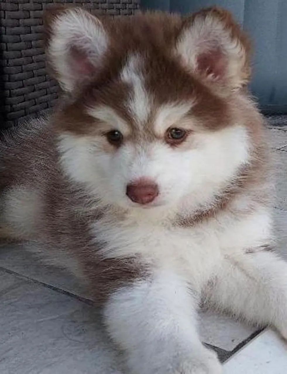 Pomsky disponíveis! 