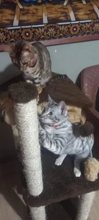 Gatos bengal  - Foto 3