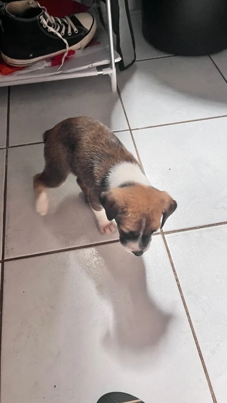 Filhote para adoção 