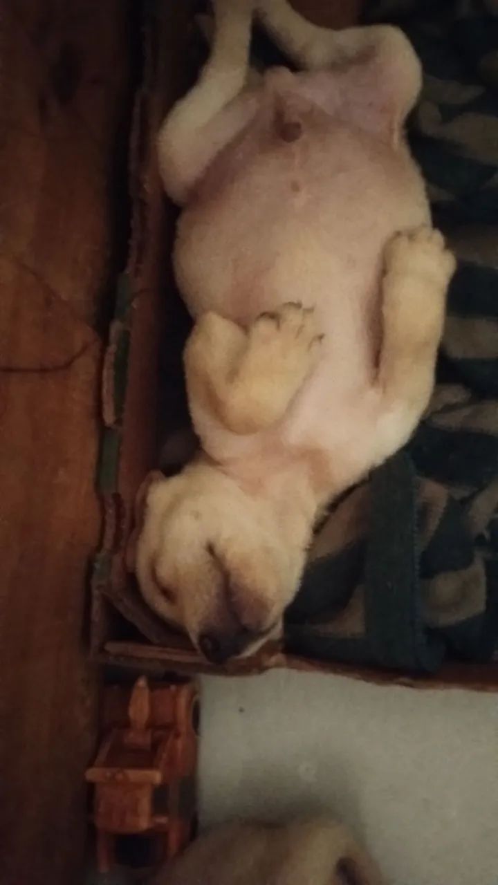 Filhote de Labrador - Foto 4