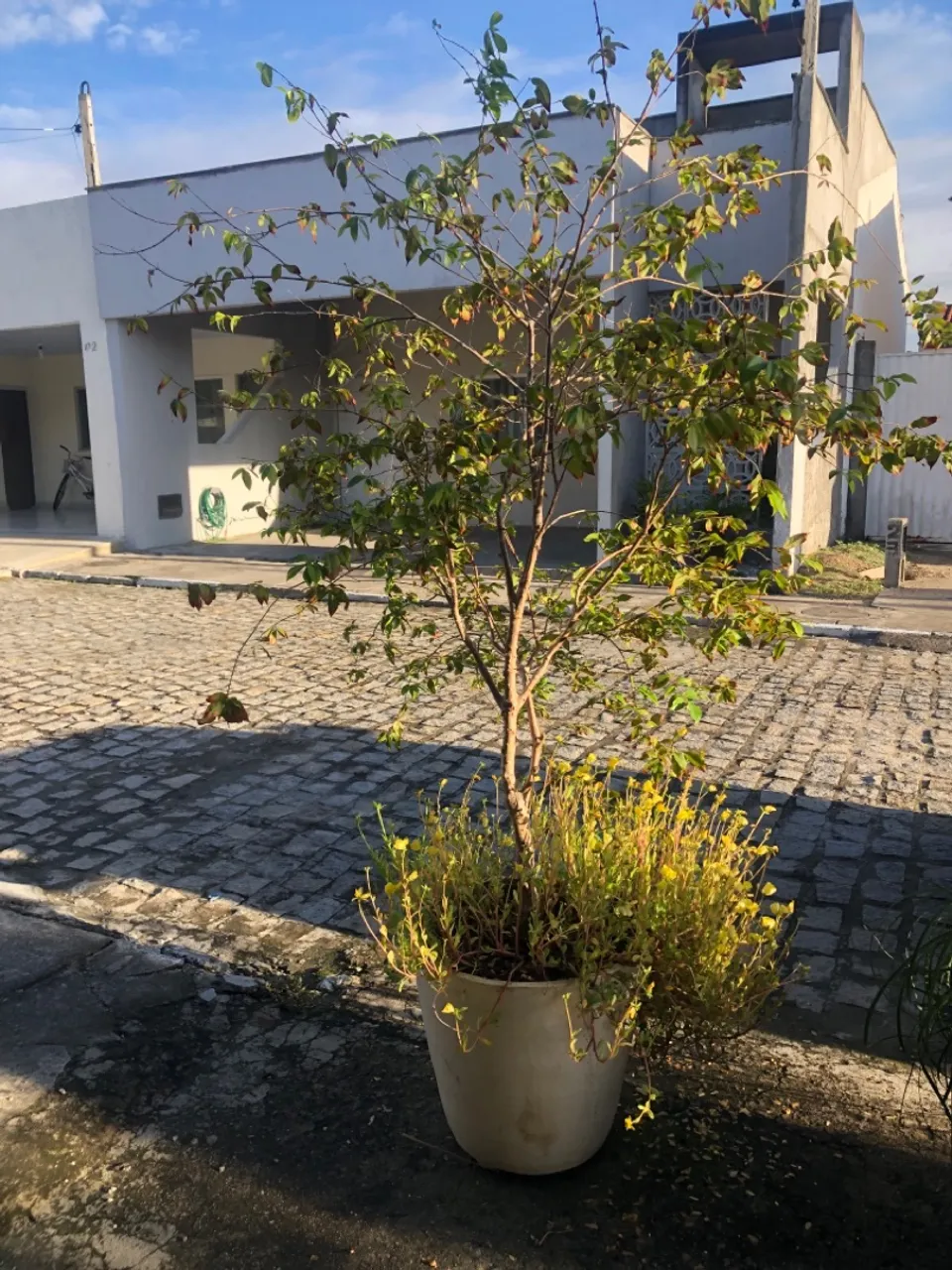Jabuticaba no vaso