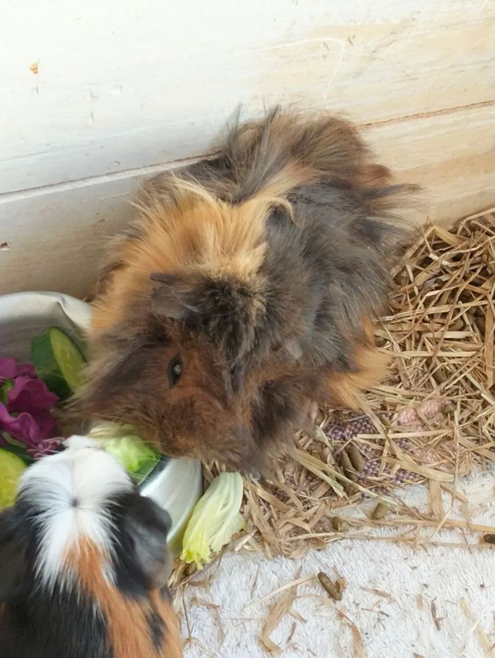 Lindos filhotes porquinhos da Índia para vendas - Foto 3