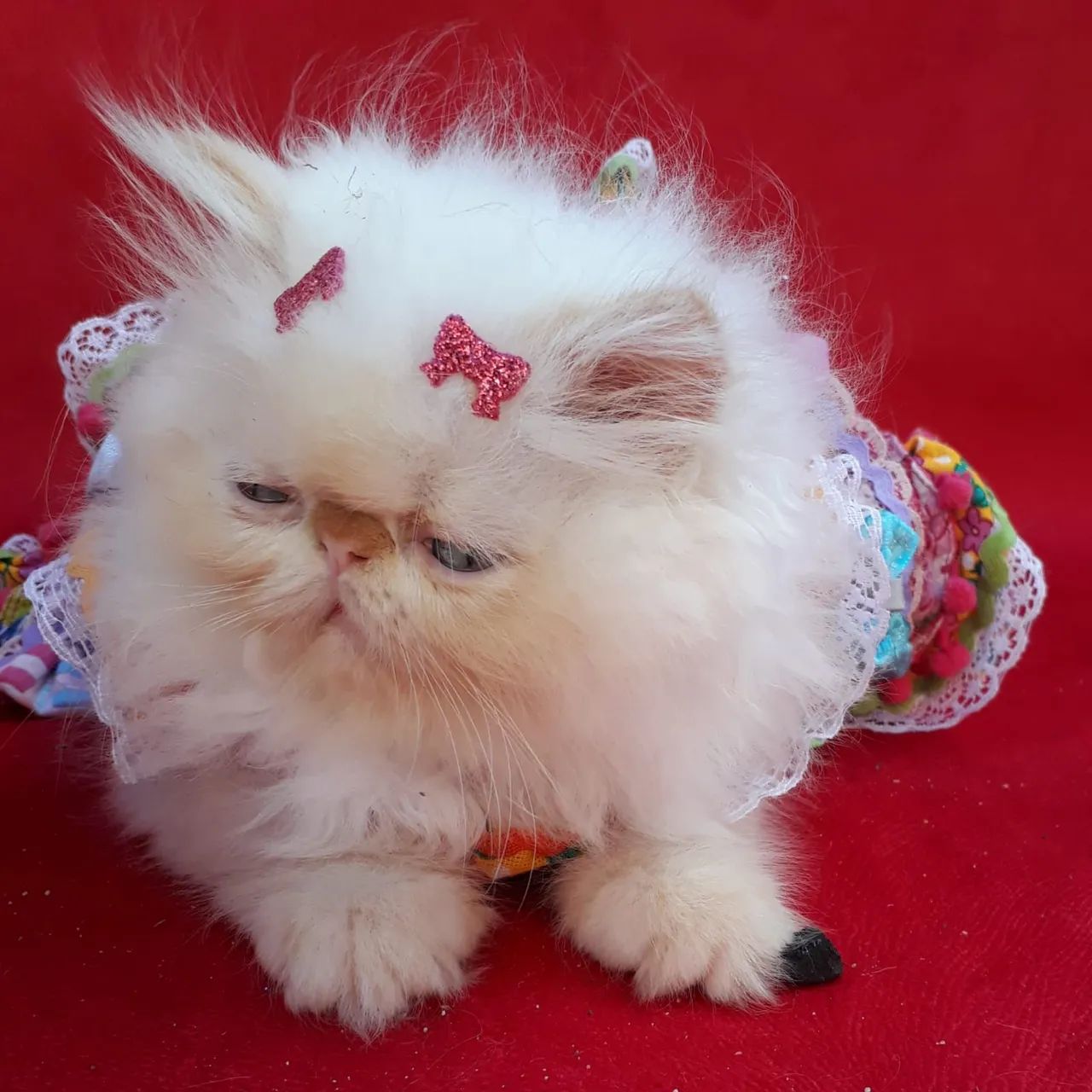 gato persa show - Foto 4
