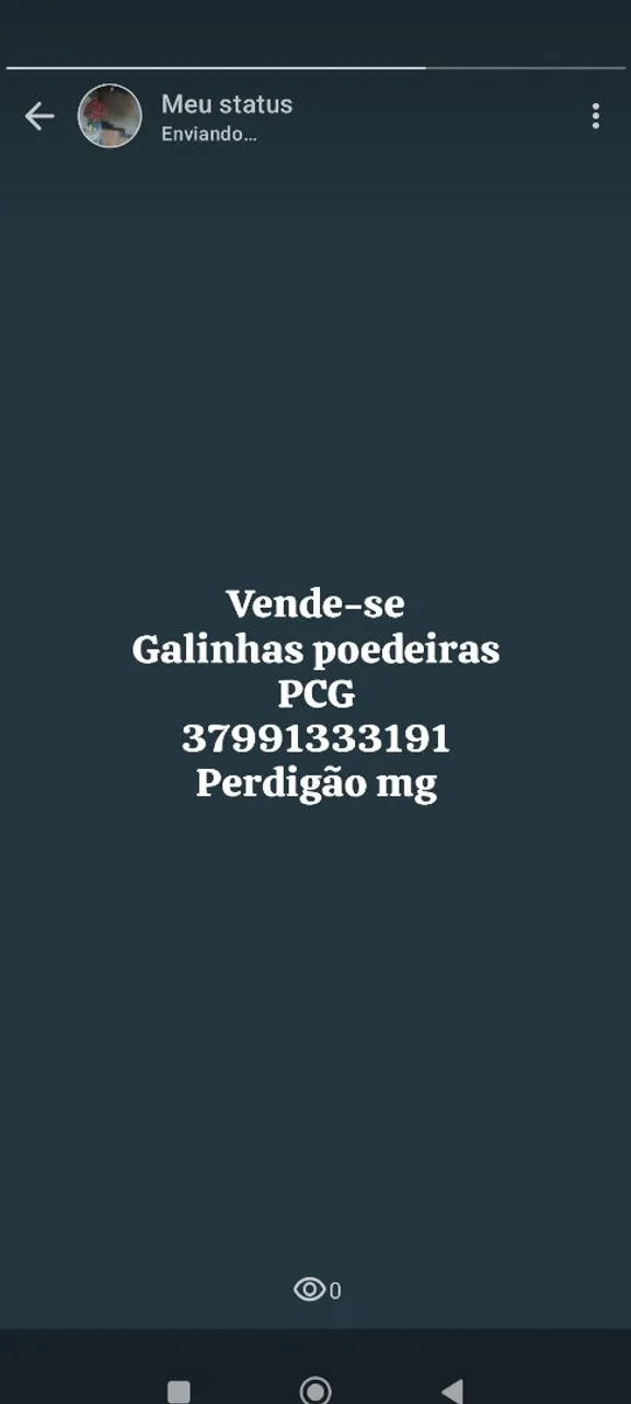 Vendo Galinhas Poedeiras PCG
