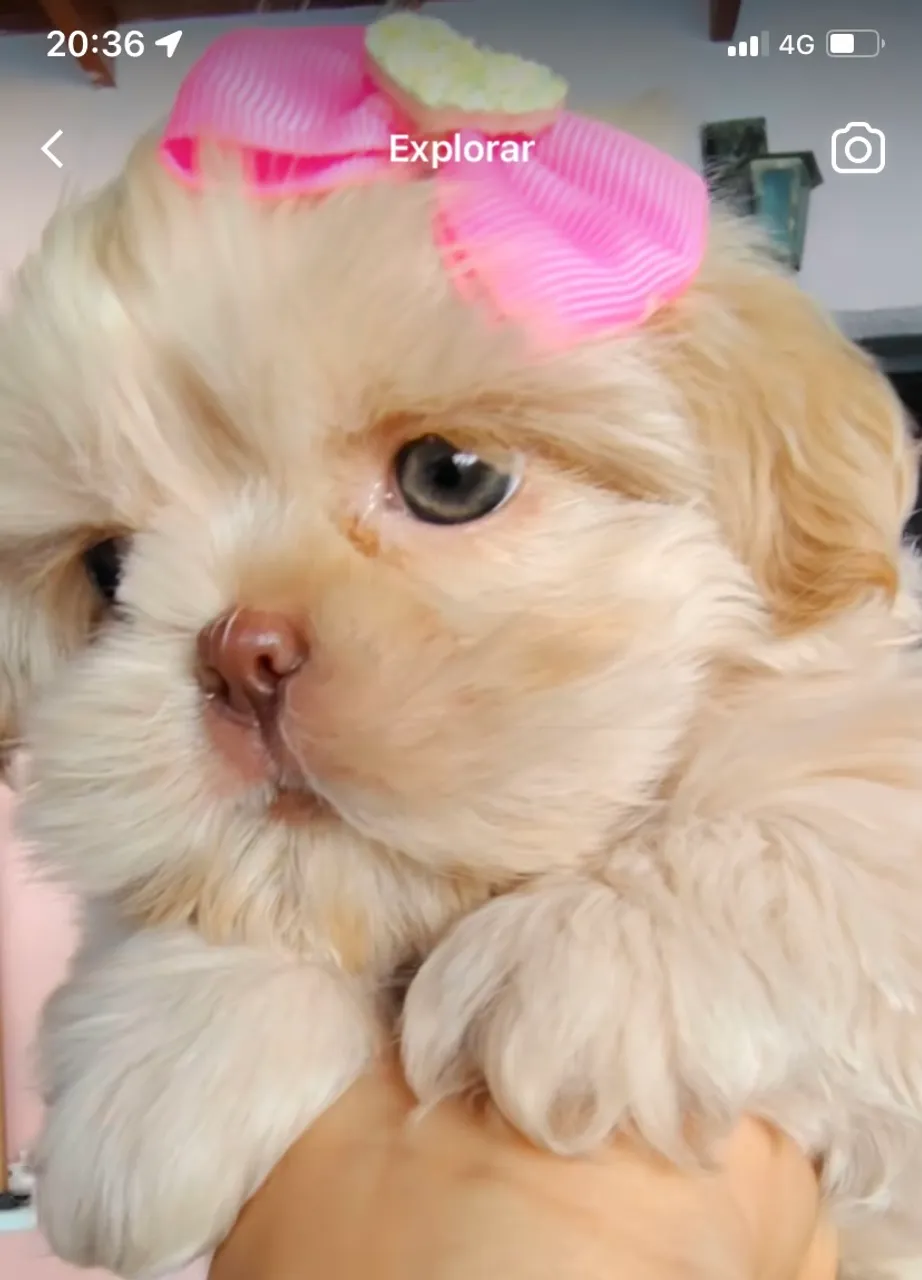 Filhote Shih Tzu Fêmea - Linda e Charmosa!