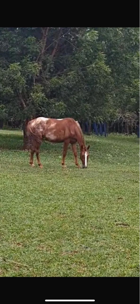 Cavalo Mangalarga Paulista  - Foto 3