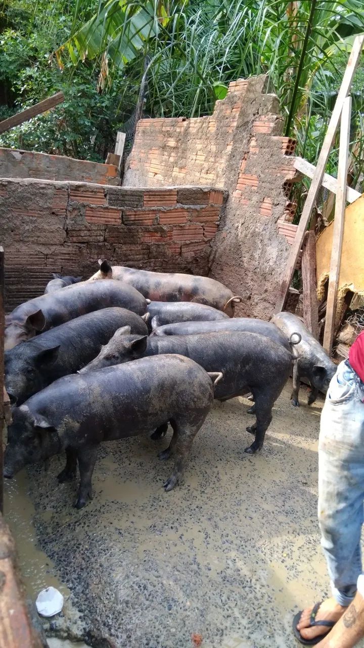 Porco caipira  - Foto 5