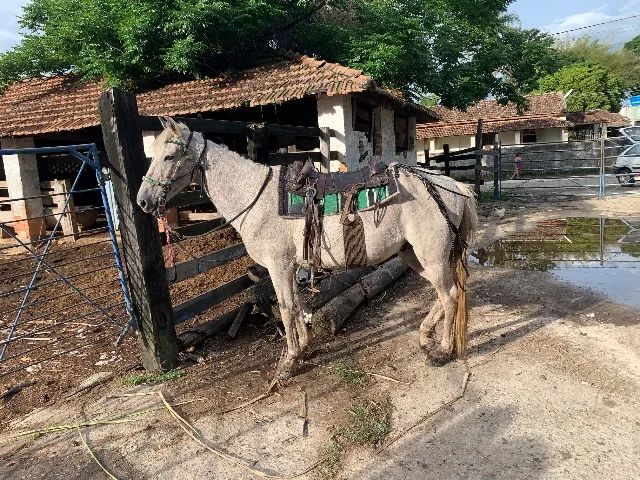 Cavalo troco por outro cavalo/egua/burro/mula - Foto 3