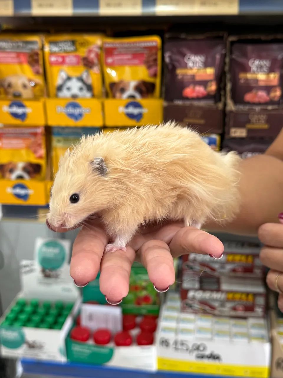 Hamster a venda64168604271747120