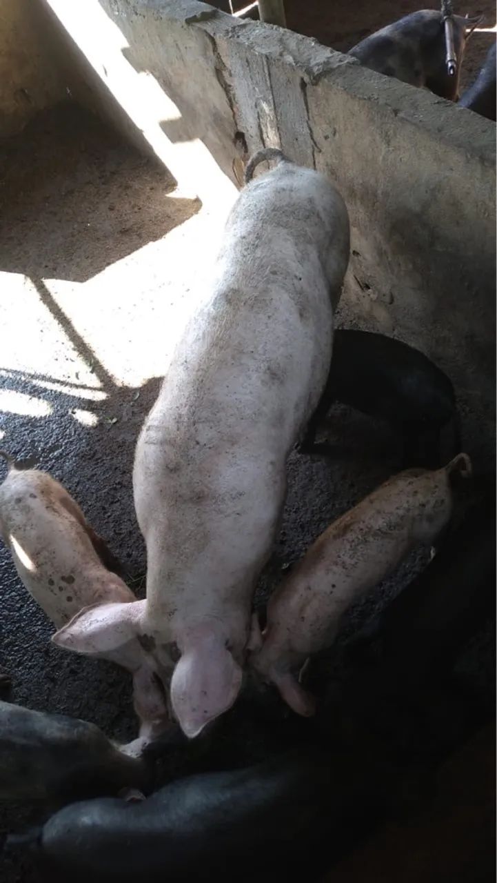 PORCO CAIPIRA - Foto 4