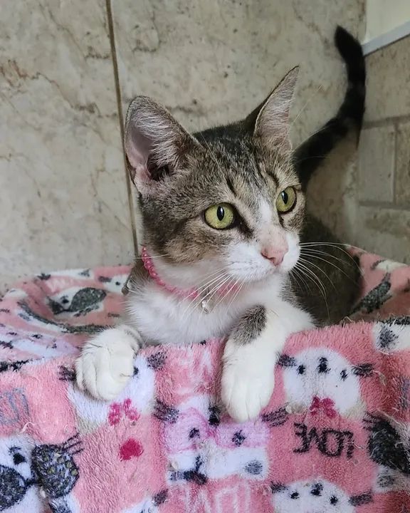 Gatinha castrada, fiv e felv negativa para adoção - Foto 3
