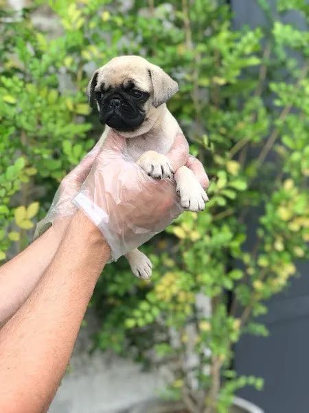 Pug machos e femeas, abricots e pretos,  para maiores informações * - Foto 3