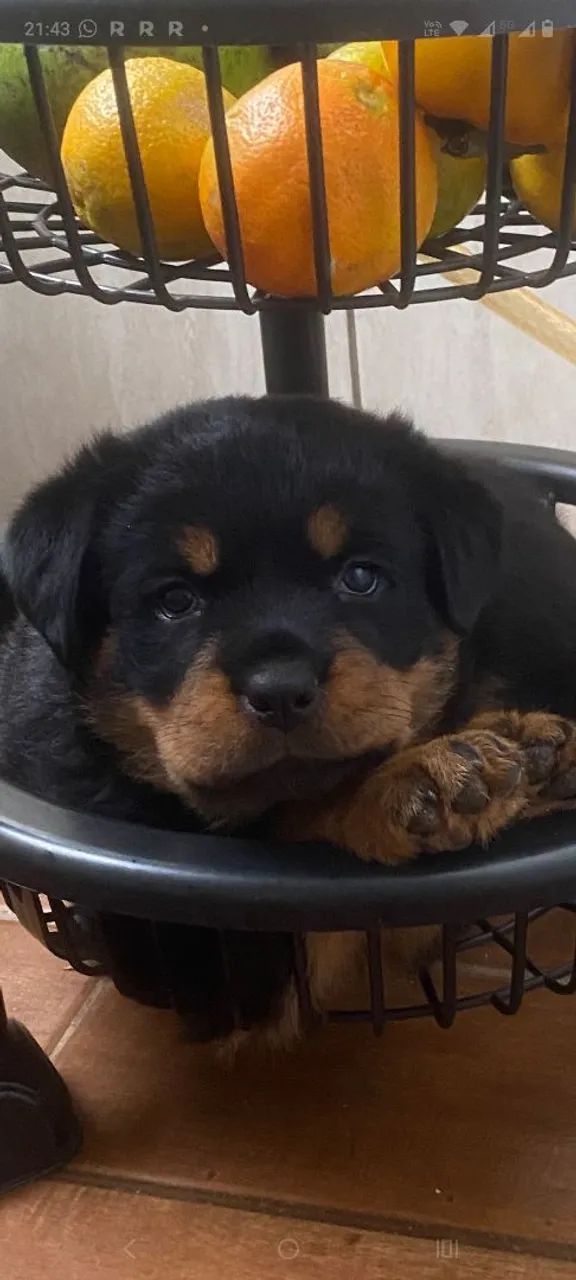 Filhotes de Rottweiler  - Foto 2