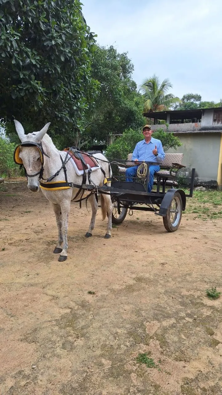 Mula com Charrete