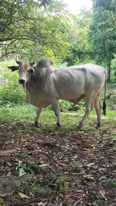 Touros P O registrados  - Foto 2