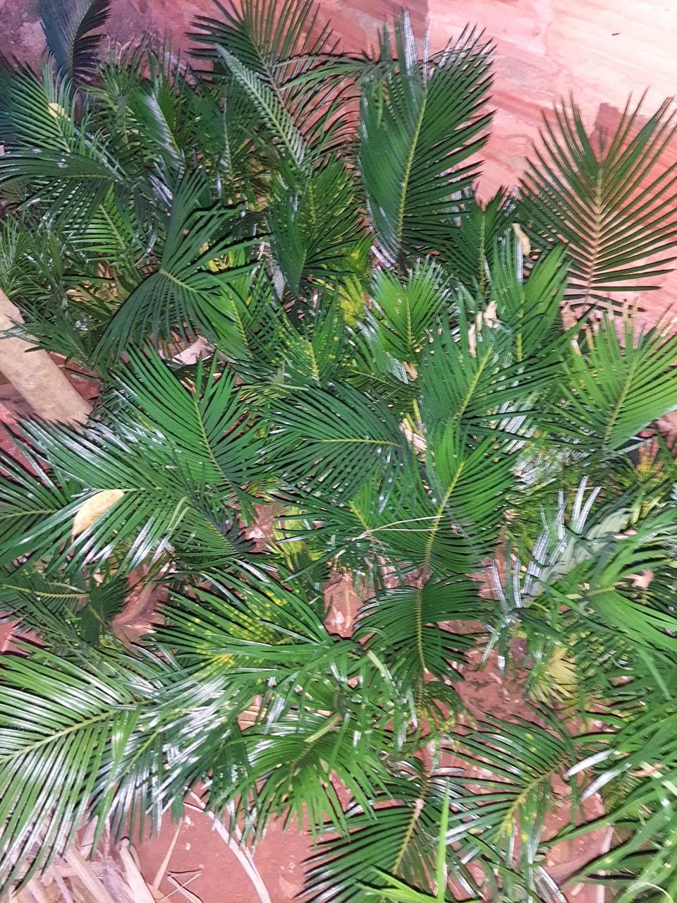 Palmeira para jardim - Foto 2