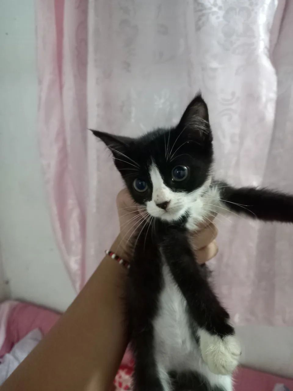 gatinhos para adoção