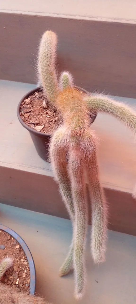 Cactos Rabo de Macaco - Charmosos e Exóticos - Foto 4