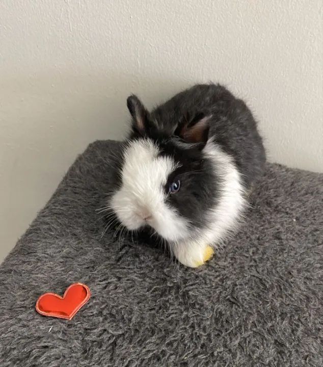 coelho anao - Foto 5