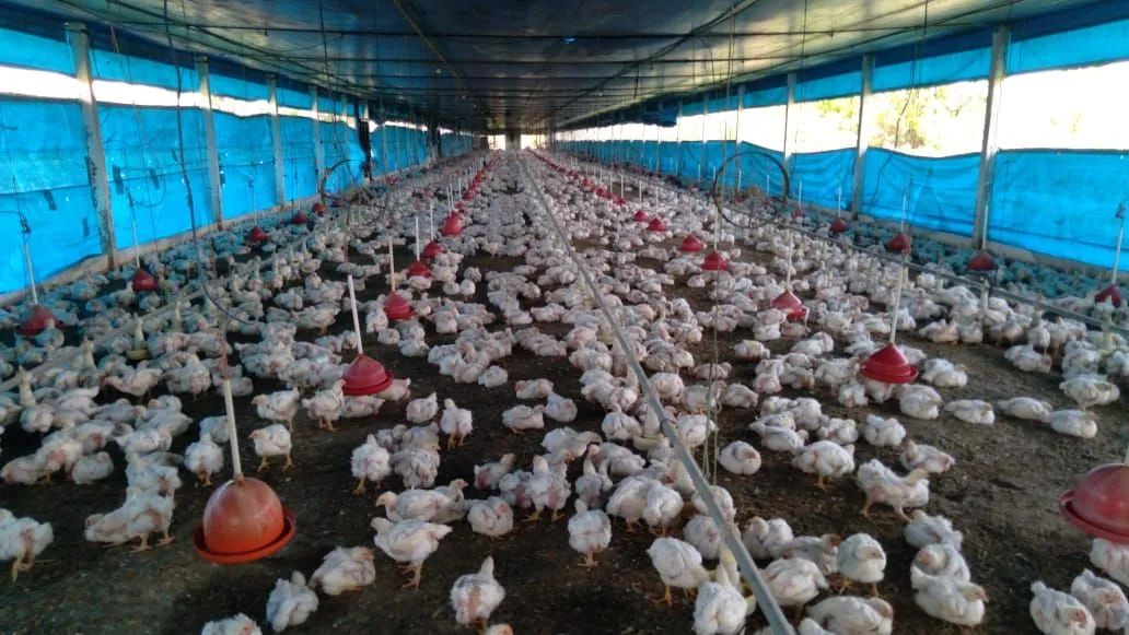 Galinheiro industrial completo - Foto 4