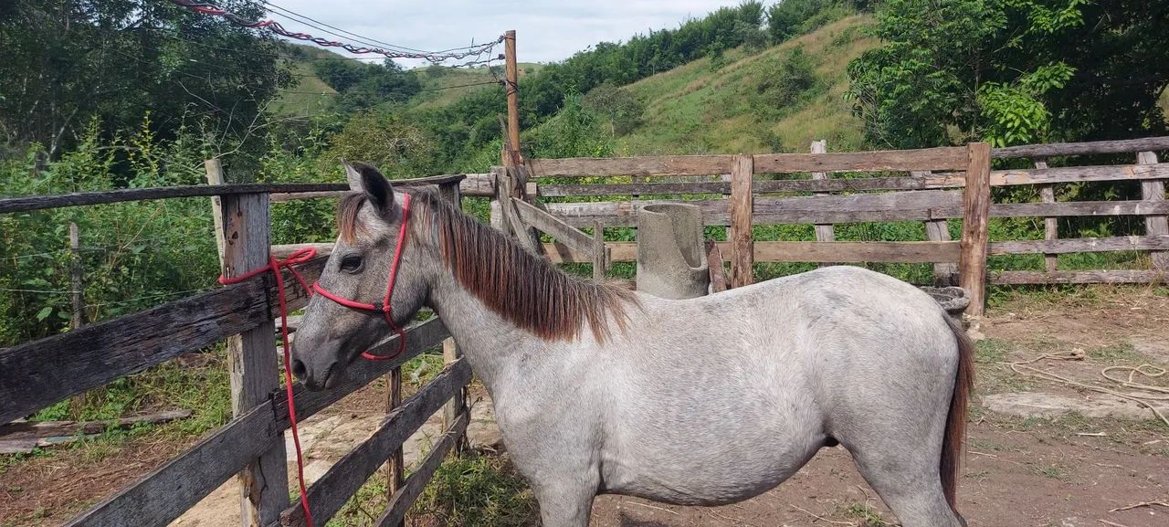 Potro marchador s/ registro  - Foto 2