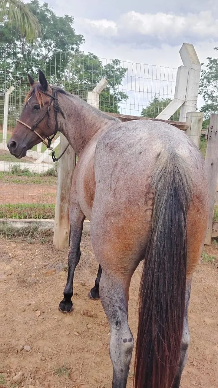 Égua quarto de milha  - Foto 3