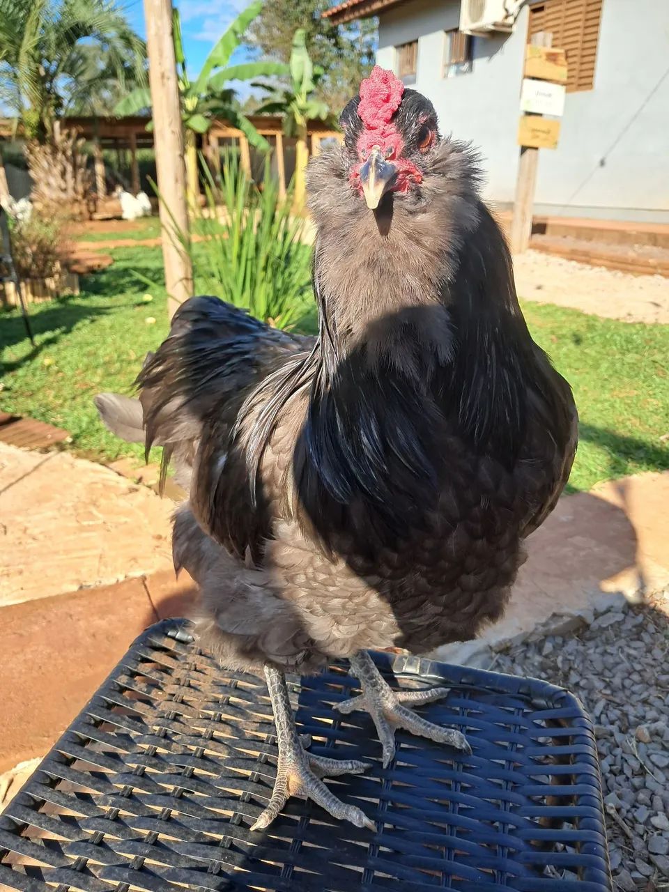 Ameraucana Blue - Foto 3