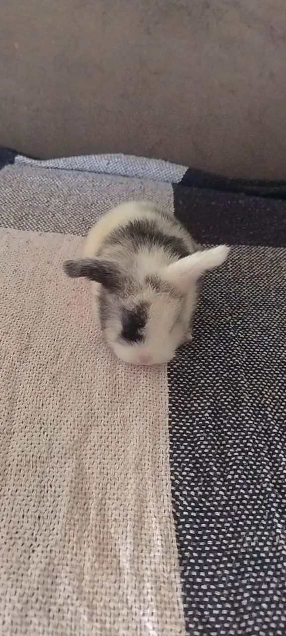 Filhotes mini lop - Foto 5