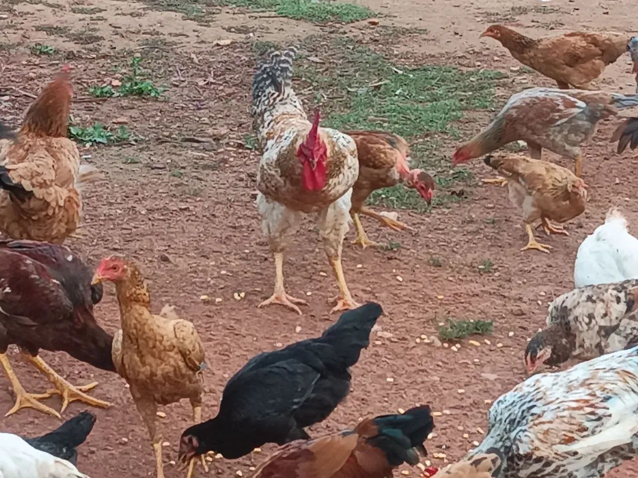 Frangos caipira  - Foto 3