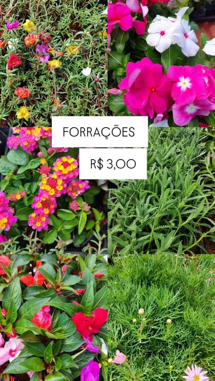 MUDAS DE HORTA ,FRUTOS,ORNAMENTAIS, ADUBOS E ERVAS MEDICINAIS  - Foto 3