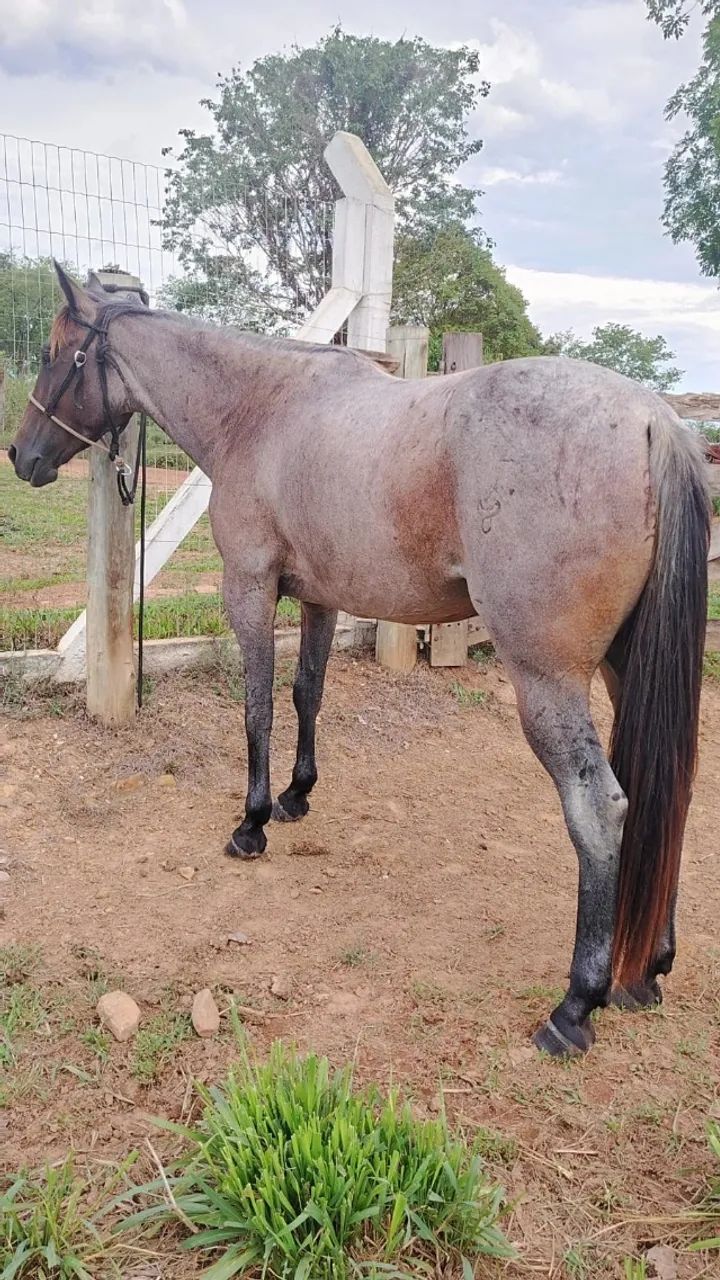 Égua quarto de milha 