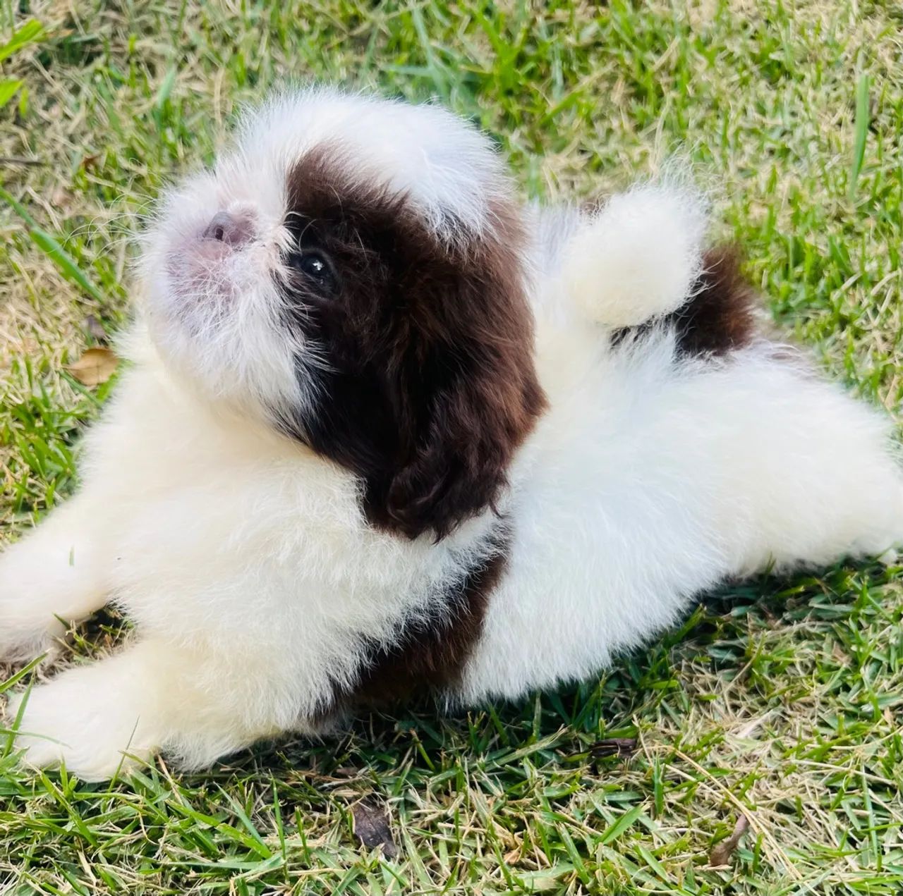 Shih Tzu macho vacinado  - Foto 5