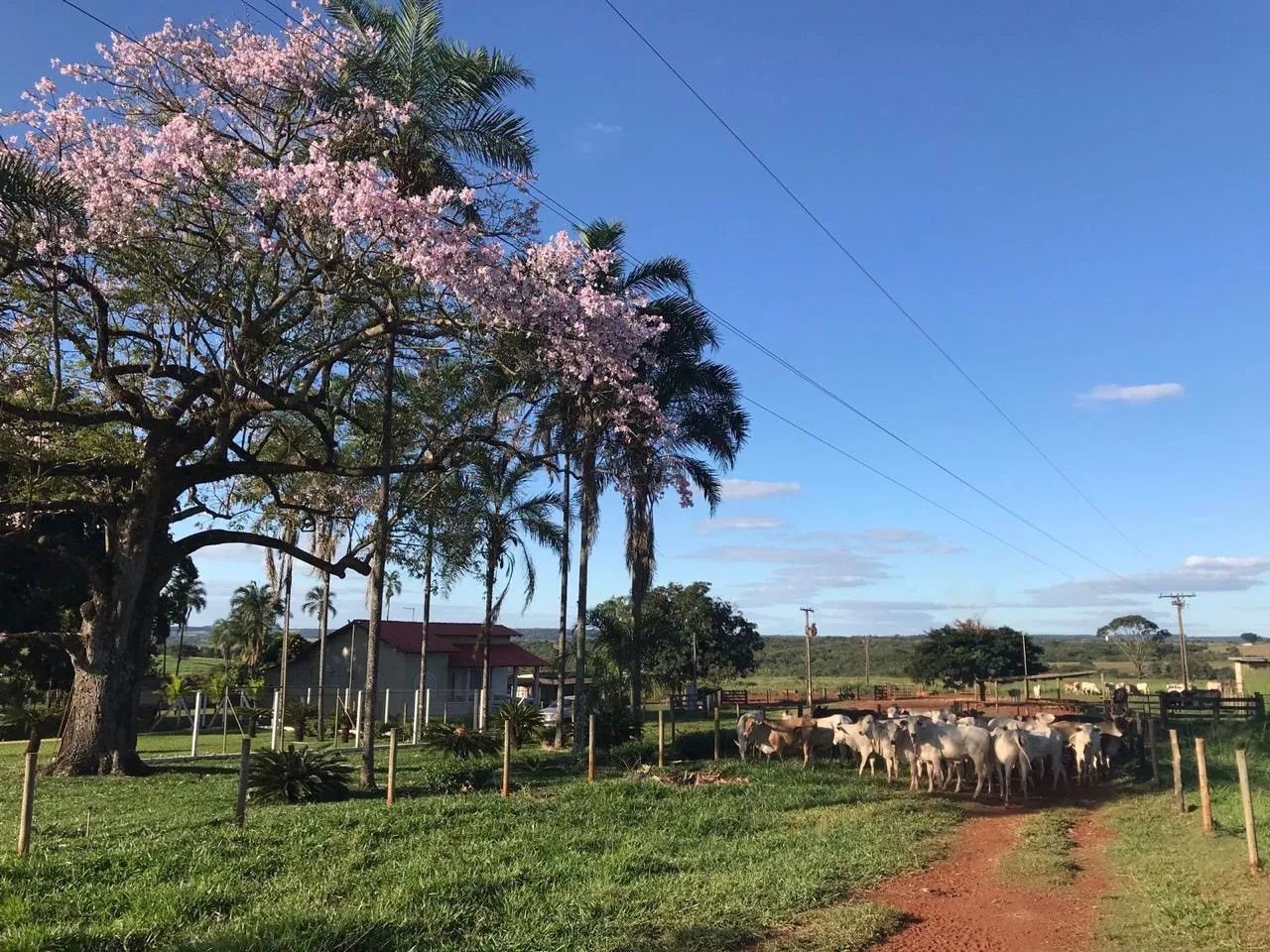 Fazenda de luxo em Uberlândia  - Foto 4