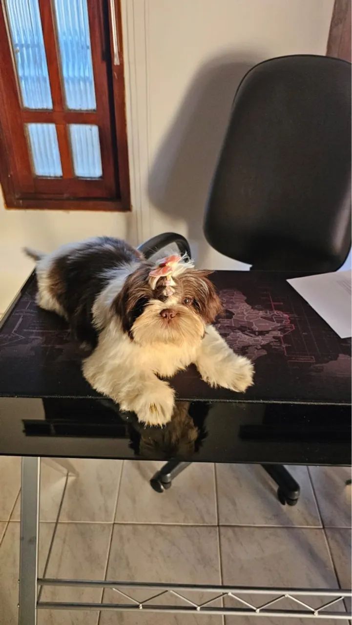 Shih Tzu FÊMEA CHOCOLATE  - Foto 5
