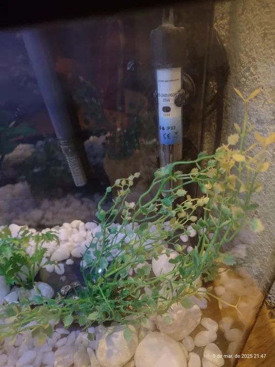 Aquário  - Foto 6