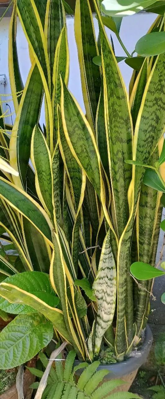 Linda sansevéria variegata. - Foto 2
