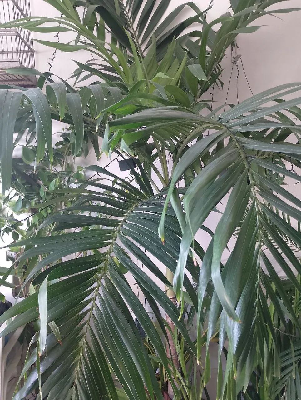 Palmeira Areca - Planta de Interior