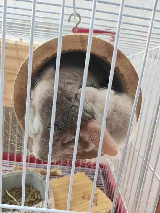 Filhotes de Chinchila com 70 dias - Foto 6