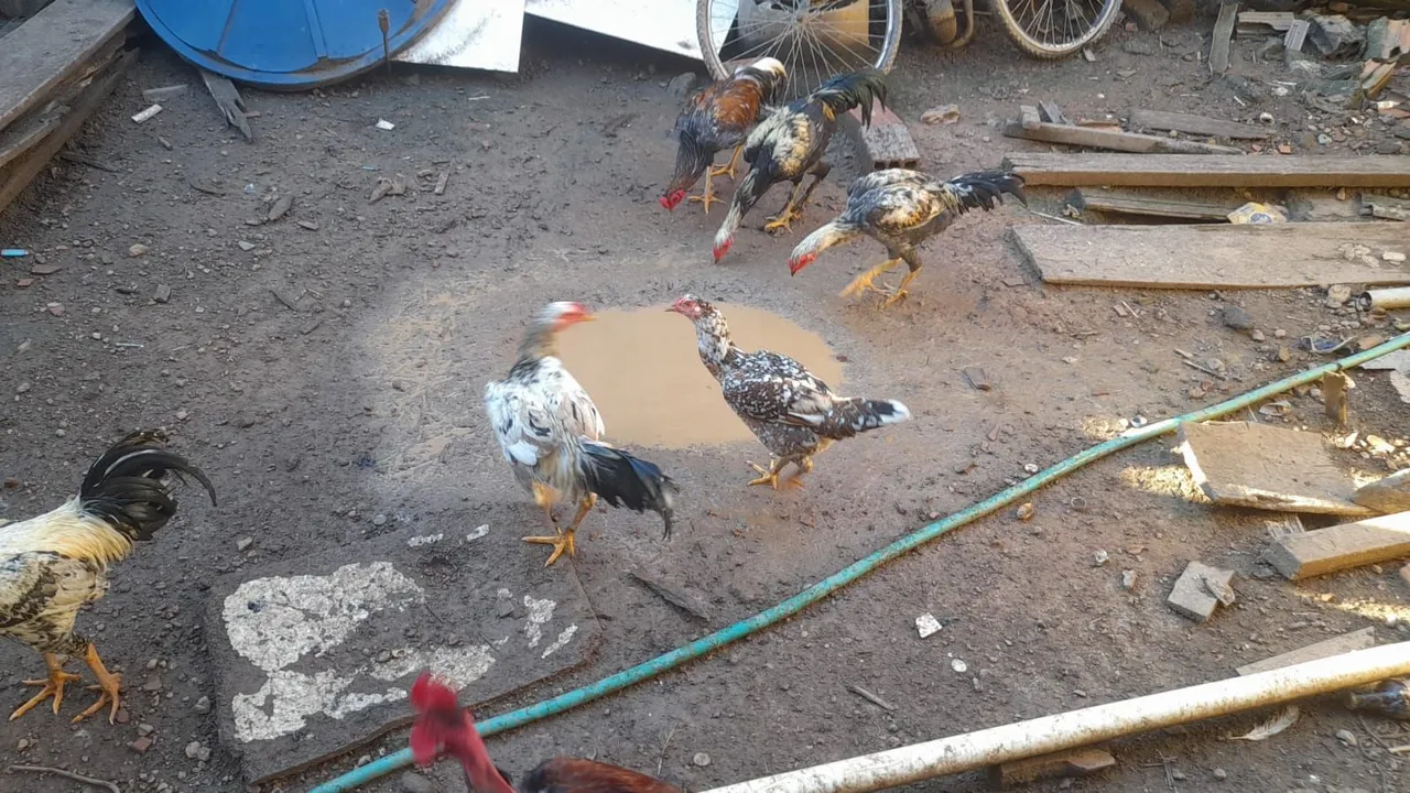 Galos e Galinhas para Venda $100 a unidade