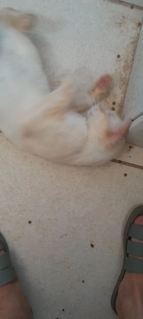 Gatinho Lindo para Adoção - Foto 2