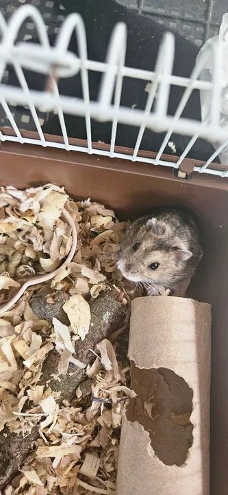 Hamsters - Filhotes e Adultos  - Foto 5