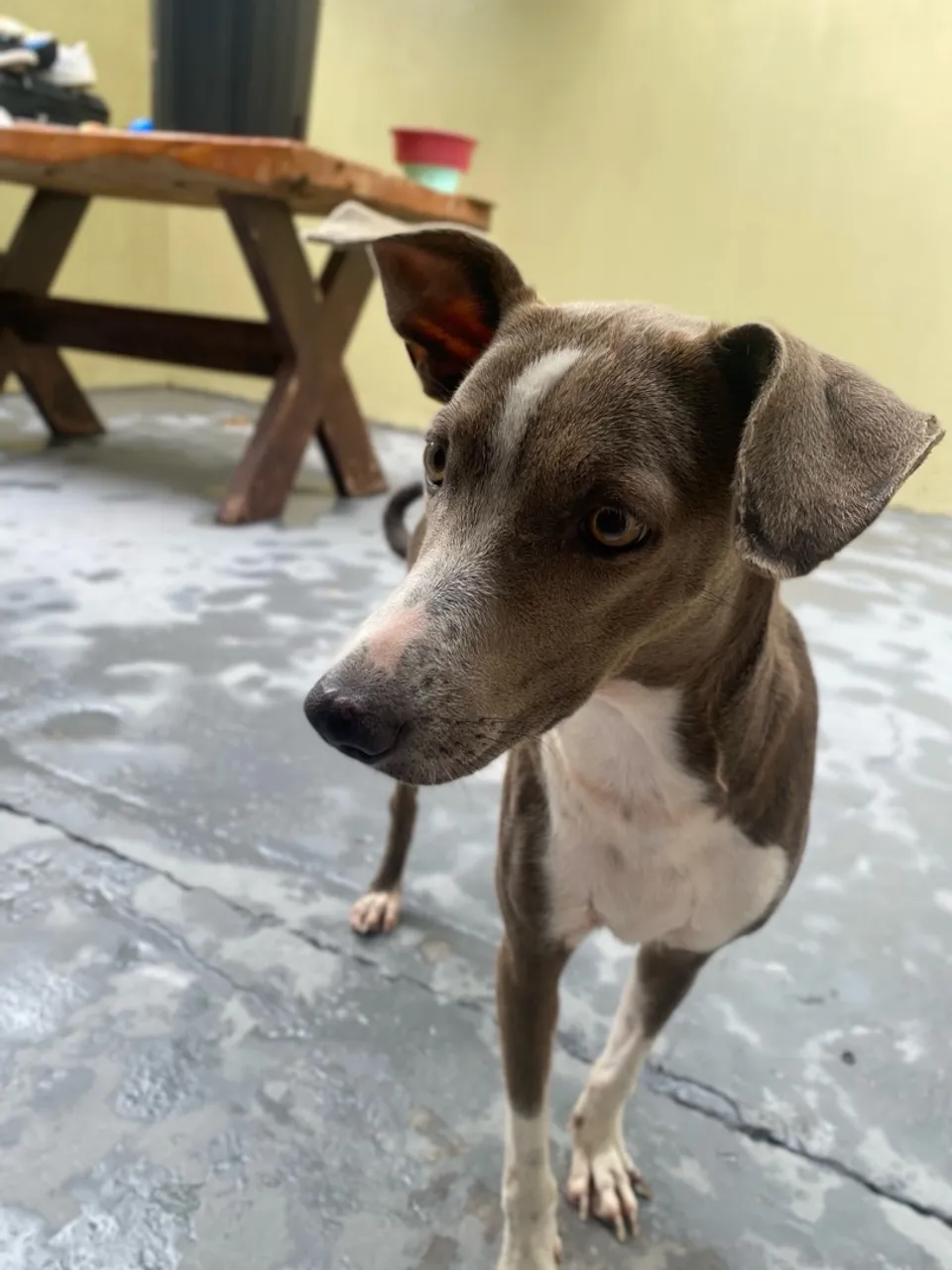 Cachorros fêmeas para adoção 