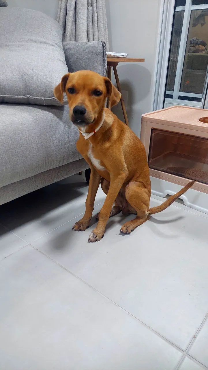 Cachorro para Adoção - Fofo e Amigável