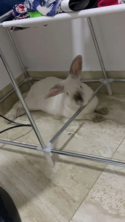 Doa-se coelho macho - Foto 4