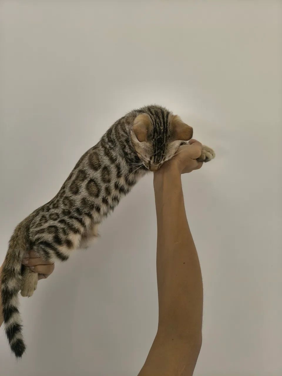 Gato de bengal 
