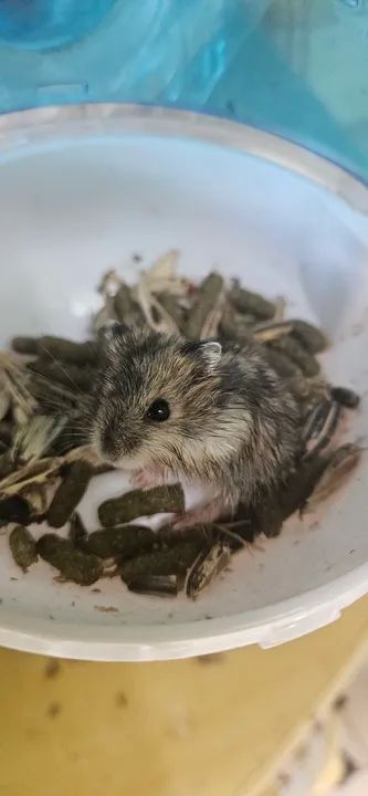 Hamsters - Filhotes e Adultos  - Foto 4