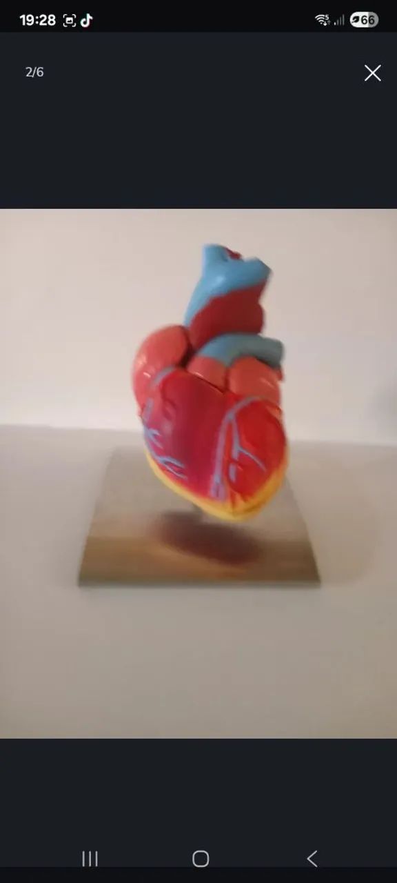 Modelo anatômico do coração humano - Foto 2