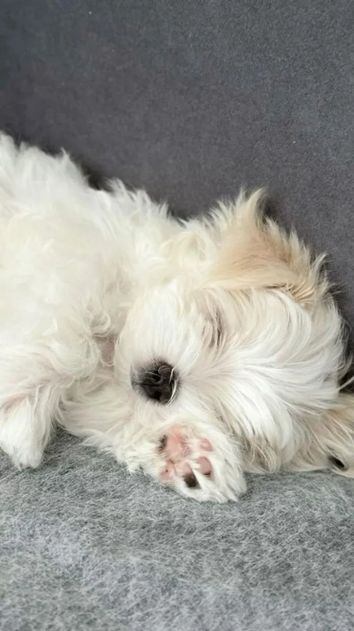 Um filhote de Maltes é a certeza de amor e felicidade todos os dias